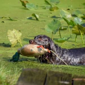 Meet your Posher, Frank